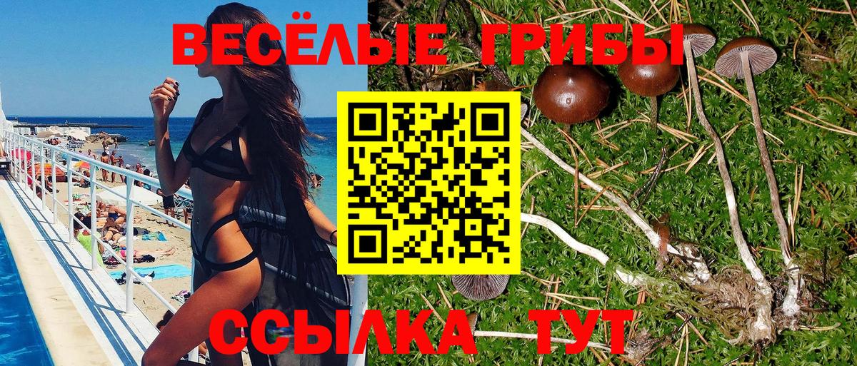 Галлюциногенные грибы Psilocybe Тверь